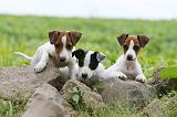 JACK RUSSEL 180